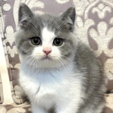 ブリティッシュショートヘア【福岡県・女の子・2023年10月8日・ブルーホワイト（ダブルコートのショートヘア）】の写真「遊ぶの大好き、ブリなのに超甘々ガール♡」