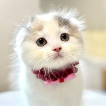 スコティッシュフォールド(折れ耳)【福岡県・女の子・2024年6月1日・ブルーシルバーパッチドタビーホワイト（ロングヘア）】の写真「お耳ぺたーんのまるまる女の子🩷」