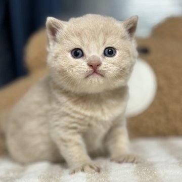 ブリティッシュショートヘア【福岡県・男の子・2024年3月29日・クリームタビー】の写真「可愛すぎるのんびり君🧡もっちもち」