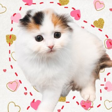 スコティッシュフォールド(折れ耳)【福岡県・女の子・2023年1月3日・キャリコバン（ロング）】の写真「可愛いおちびさん♡」