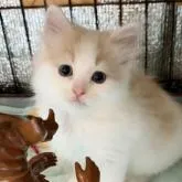 スコティッシュフォールド(立ち耳)【福岡県・男の子・2023年1月3日・クリームタビー&ホワイト】の写真1