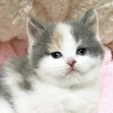 スコティッシュフォールド(立ち耳)【福岡県・女の子・2023年1月23日・ダイリュートキャリコ】の写真1