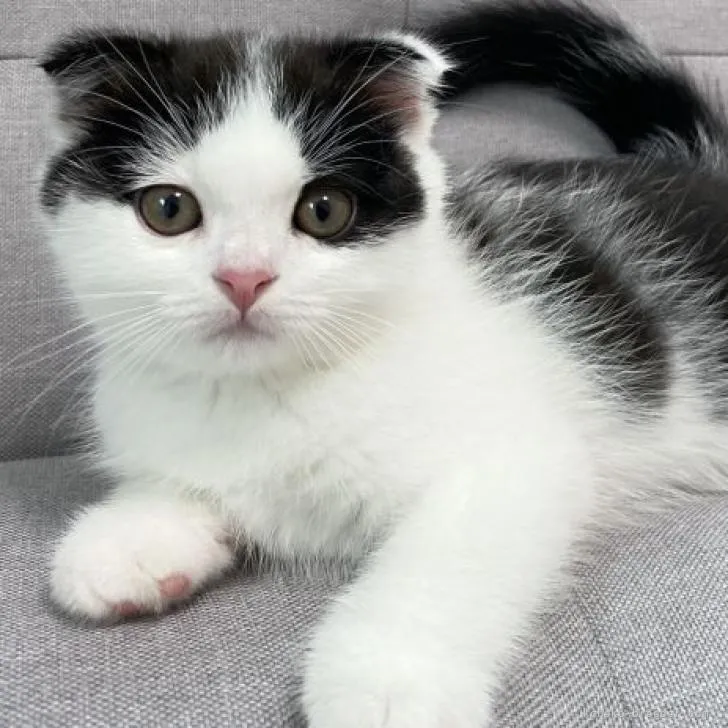 ID：2206-00829の子猫