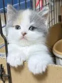 スコティッシュフォールド(立ち耳)【福岡県・女の子・2023年1月23日・ダイリュートキャリコ】の写真4「3月10日撮影。」
