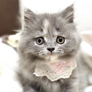 ブリティッシュロングヘア【福岡県・女の子・2025年7月16日・ブルークリーム】の写真「🍓可愛さ抜群遊び好きな女の子🍓」