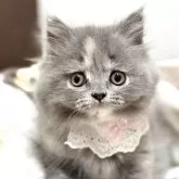 ブリティッシュロングヘア