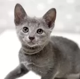 ロシアンブルー【福岡県・男の子・2025年3月5日・ブルー】の写真1