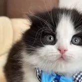 スコティッシュフォールド(折れ耳)