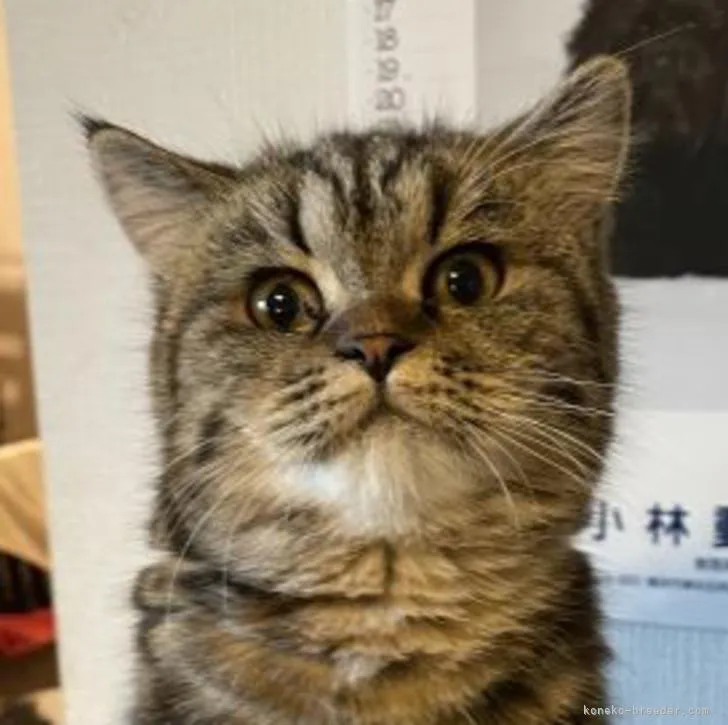 ID：2206-02342の子猫