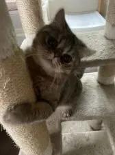 エキゾチックショートヘア【神奈川県・男の子・2021年8月26日・ブラウンタビー】の写真2「5/27撮影」