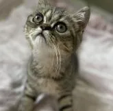 エキゾチックショートヘア【神奈川県・男の子・2022年4月30日・ブラウンタビー】の写真3「8/12撮影」