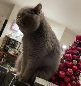 エキゾチックショートヘア【・男の子・2018年11月26日・ブルー】