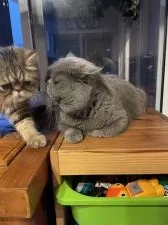 エキゾチックショートヘア【神奈川県・男の子・2021年8月26日・ブラウンタビー】の写真5「子煩悩パパ」