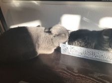 エキゾチックショートヘア【・男の子・2018年11月26日・ブルー】「子猫達を見守るパパ💕」