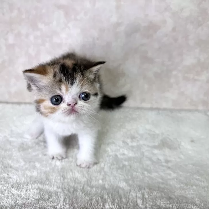 583 様のお迎えした子猫