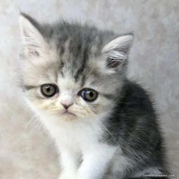 ID:2210-00101の子猫