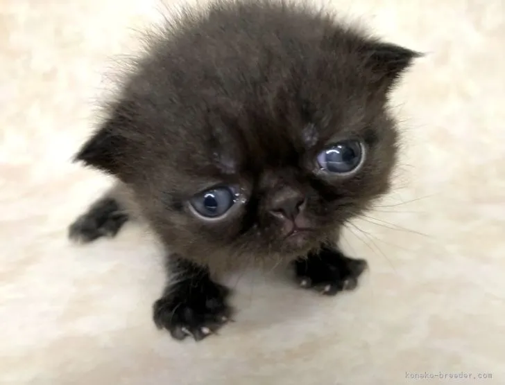 ID：2208-00110の子猫