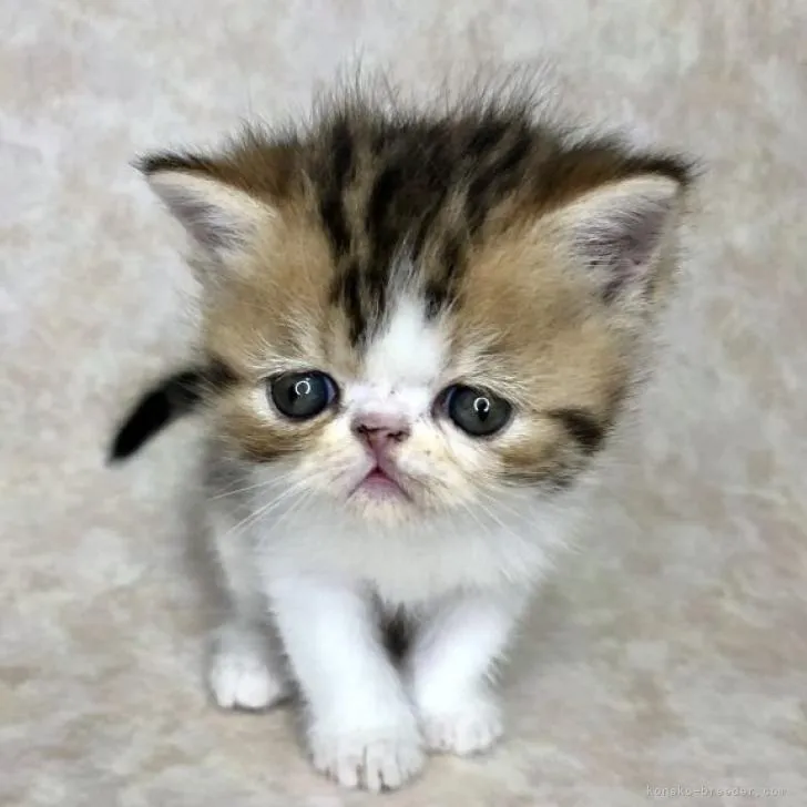 T.N 様のお迎えした子猫