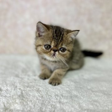 エキゾチックショートヘア【愛知県・男の子・2023年10月8日・ブラウンタビー】の写真「激カワな男の子！！画像更新しました！！」