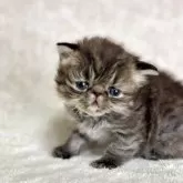 エキゾチックショートヘア