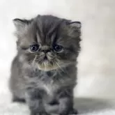 エキゾチックショートヘア