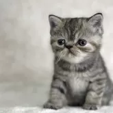 エキゾチックショートヘア