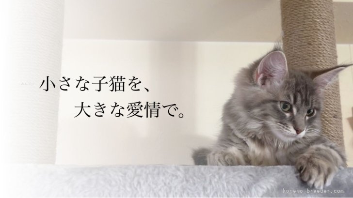 高木彩乃ブリーダー
