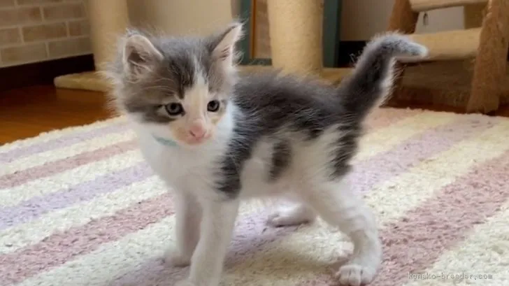 ID：2008-01376の子猫