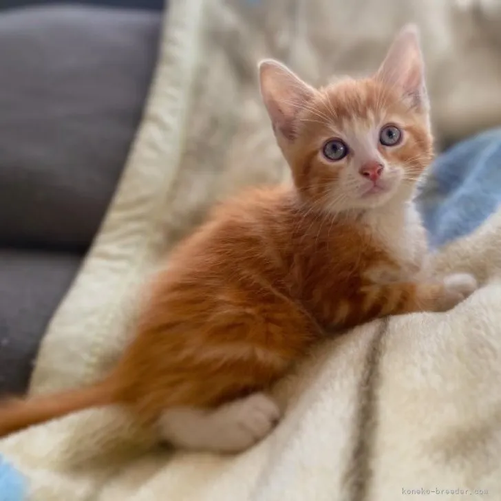 ID：2307-03485の子猫