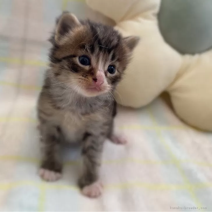 ID:2403-00930の子猫