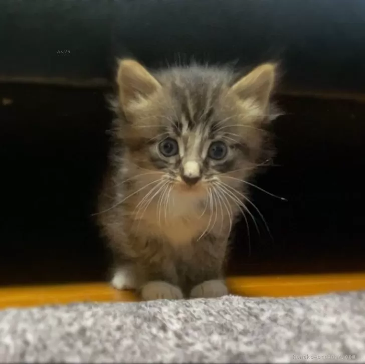 ID：2405-02412の子猫