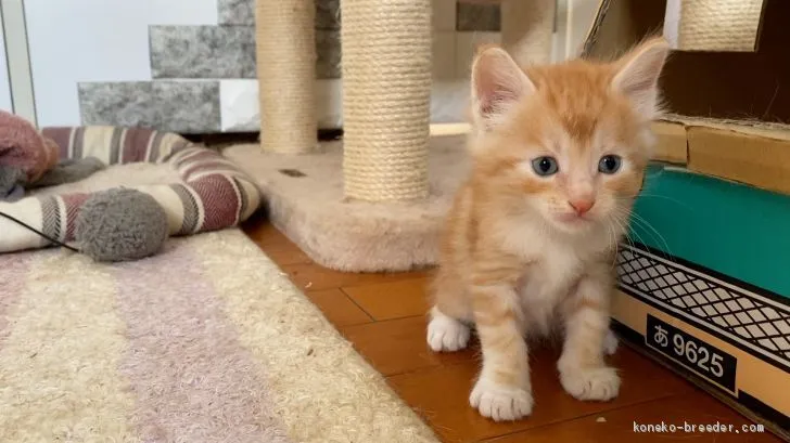 ID：2008-01373の子猫