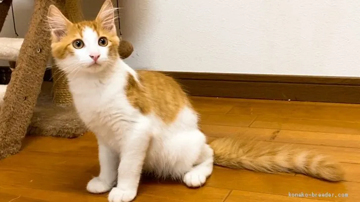 ID:2005-01698の子猫