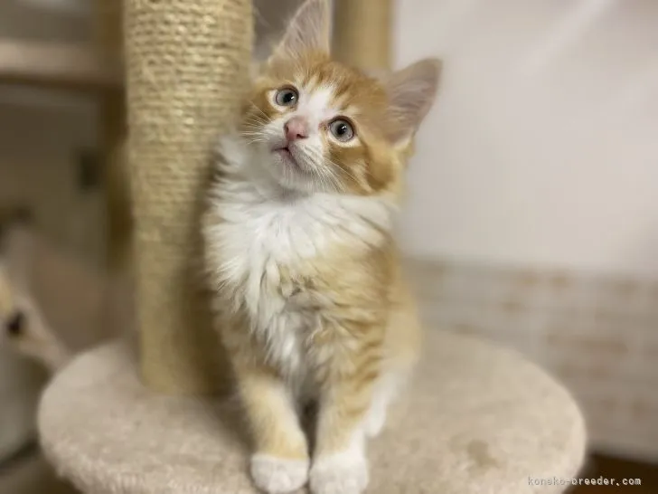 ID：2110-01185の子猫