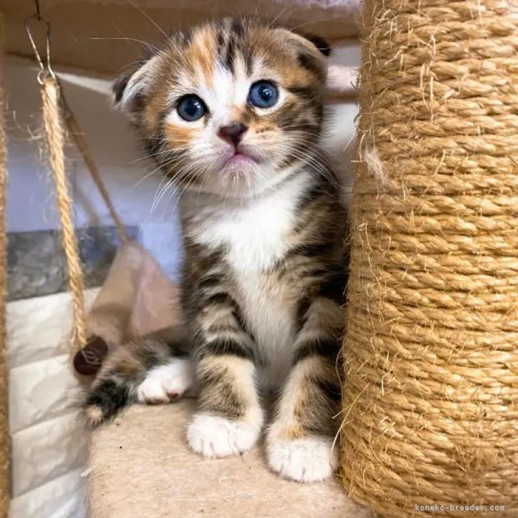 ID：2209-00030の子猫