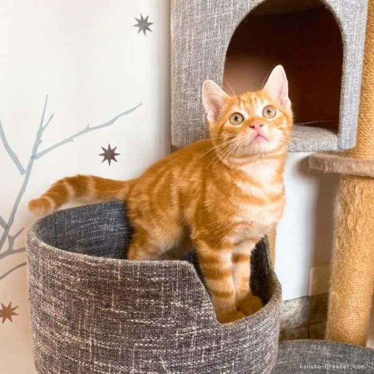 ID：2210-00894の子猫