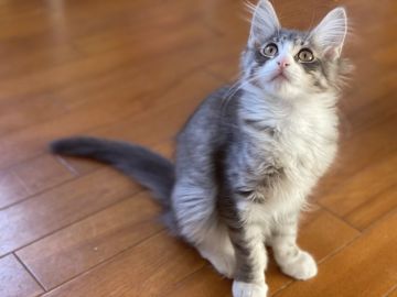 メインクーン【岐阜県・女の子・2021年9月18日・シルバー&ホワイト】の写真「優しい顔つきでカワイイ女の子です💕」