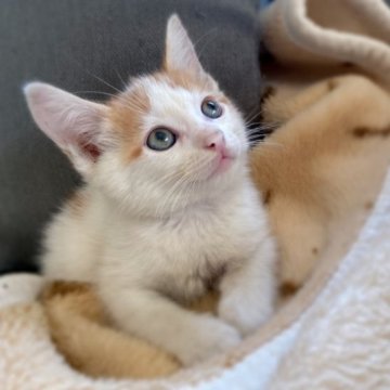 メインクーン×スコティッシュ【岐阜県・男の子・2023年7月4日・クリーム&ホワイト】の写真「もふもふの可愛い男の子👦」