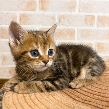 スコティッシュフォールド(立ち耳)【岐阜県・女の子・2022年7月11日・ブラウンタビー&ホワイト】の写真「おっとりした男の子👦とっても可愛いですよ🥰」