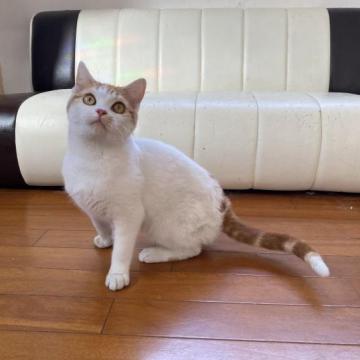 スコティッシュフォールド(立ち耳)【岐阜県・男の子・2022年7月30日・クリーム&ホワイト】の写真「マイペースな男の子👦」