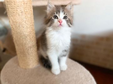 メインクーン【岐阜県・男の子・2021年9月18日・シルバー&ホワイト】の写真「おっとりな男の子☺️」