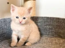 スコティッシュフォールド(立ち耳)【岐阜県・男の子・2022年3月5日・クリーム&ホワイト】の写真1「撮影日:4月8日　貴重な目が青い時期です♡」