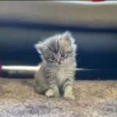 メインクーン【岐阜県・男の子・2024年4月13日・ブルータビー&ホワイト】の写真1