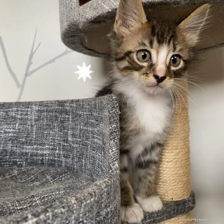 ID：2208-00792の子猫
