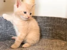 スコティッシュフォールド(立ち耳)【岐阜県・男の子・2022年3月5日・クリーム&ホワイト】の写真2