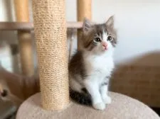 メインクーン【岐阜県・男の子・2021年9月18日・シルバー&ホワイト】の写真2