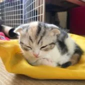 スコティッシュフォールド(折れ耳)【岐阜県・女の子・2020年2月22日・三毛(キャリコ)】の写真3「お気軽にお問合せください♡」