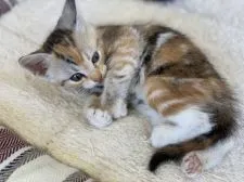 メインクーン×スコティッシュ【岐阜県・女の子・2020年4月22日・ブラウンパッチドタビー&ホワイト】の写真5「お気軽にお問合せください♡」