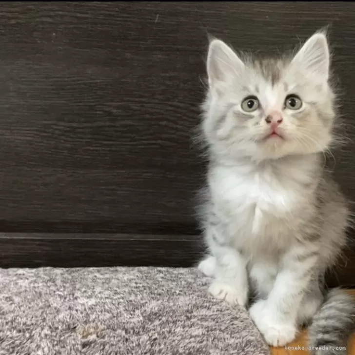 ID：2505-03197の子猫