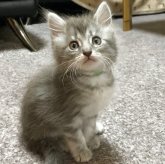 メインクーン